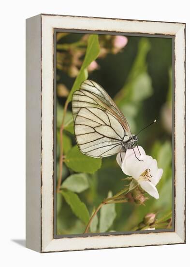 Butterfly, Black-Veined White on Wild Rose-Harald Kroiss-Framed Premier Image Canvas