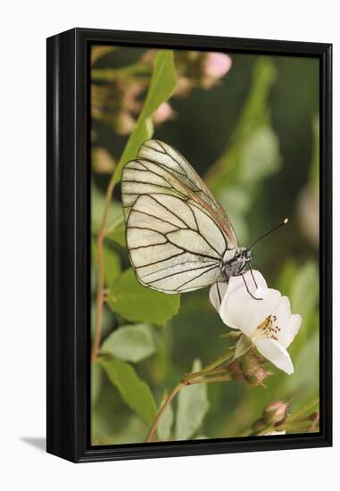 Butterfly, Black-Veined White on Wild Rose-Harald Kroiss-Framed Premier Image Canvas