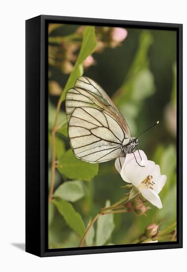 Butterfly, Black-Veined White on Wild Rose-Harald Kroiss-Framed Premier Image Canvas