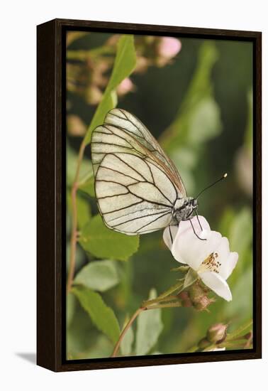 Butterfly, Black-Veined White on Wild Rose-Harald Kroiss-Framed Premier Image Canvas