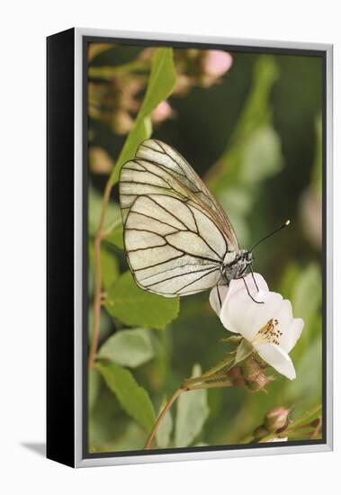 Butterfly, Black-Veined White on Wild Rose-Harald Kroiss-Framed Premier Image Canvas