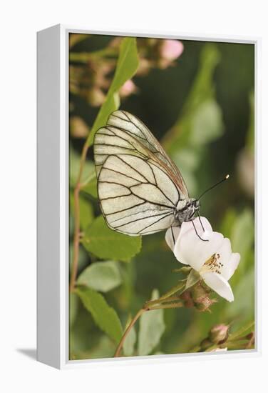 Butterfly, Black-Veined White on Wild Rose-Harald Kroiss-Framed Premier Image Canvas