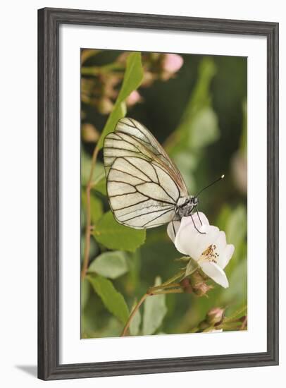 Butterfly, Black-Veined White on Wild Rose-Harald Kroiss-Framed Photographic Print