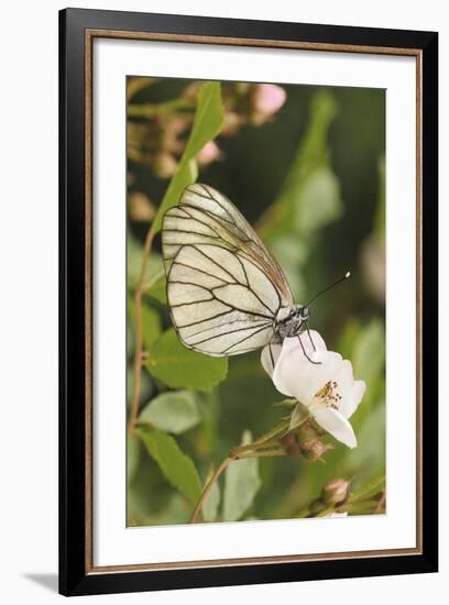 Butterfly, Black-Veined White on Wild Rose-Harald Kroiss-Framed Photographic Print