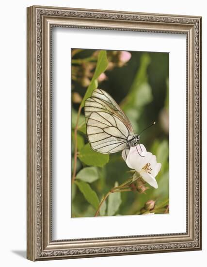 Butterfly, Black-Veined White on Wild Rose-Harald Kroiss-Framed Photographic Print