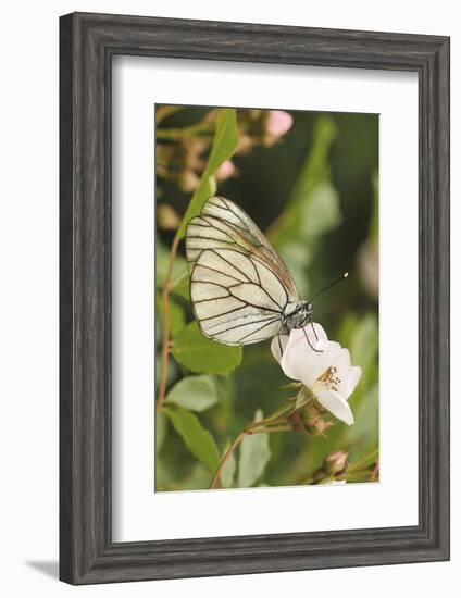 Butterfly, Black-Veined White on Wild Rose-Harald Kroiss-Framed Photographic Print