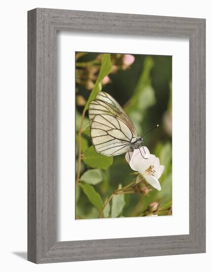 Butterfly, Black-Veined White on Wild Rose-Harald Kroiss-Framed Photographic Print