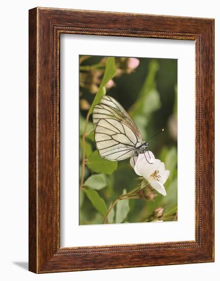 Butterfly, Black-Veined White on Wild Rose-Harald Kroiss-Framed Photographic Print