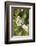 Butterfly, Black-Veined White on Wild Rose-Harald Kroiss-Framed Photographic Print