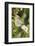 Butterfly, Black-Veined White on Wild Rose-Harald Kroiss-Framed Photographic Print