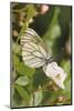 Butterfly, Black-Veined White on Wild Rose-Harald Kroiss-Mounted Photographic Print