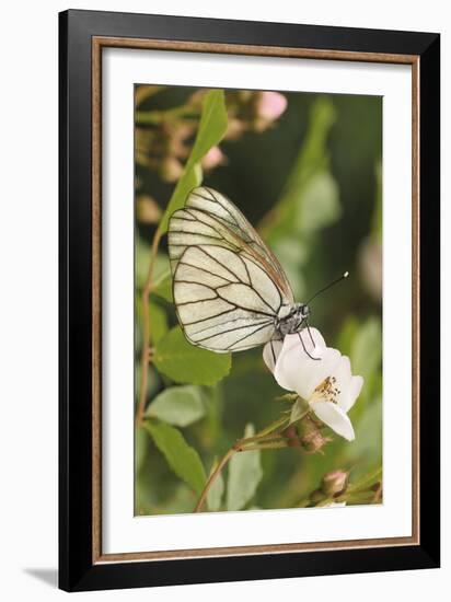 Butterfly, Black-Veined White on Wild Rose-Harald Kroiss-Framed Photographic Print