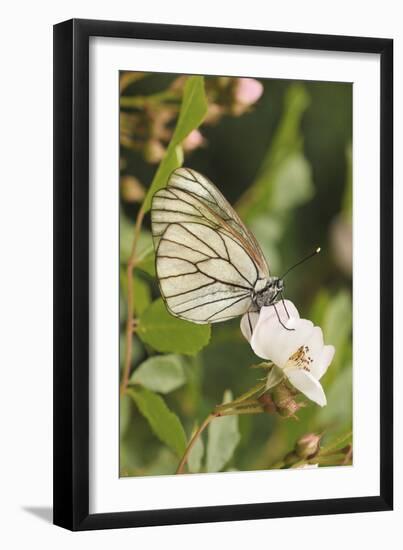 Butterfly, Black-Veined White on Wild Rose-Harald Kroiss-Framed Photographic Print