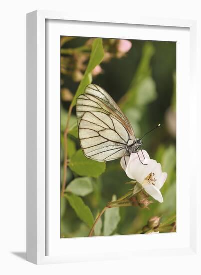 Butterfly, Black-Veined White on Wild Rose-Harald Kroiss-Framed Photographic Print