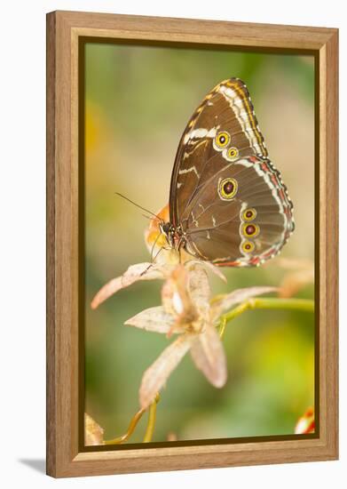 Butterfly, blue Morpho, Morpho peleides, holds on to leaves-Alexander Georgiadis-Framed Premier Image Canvas