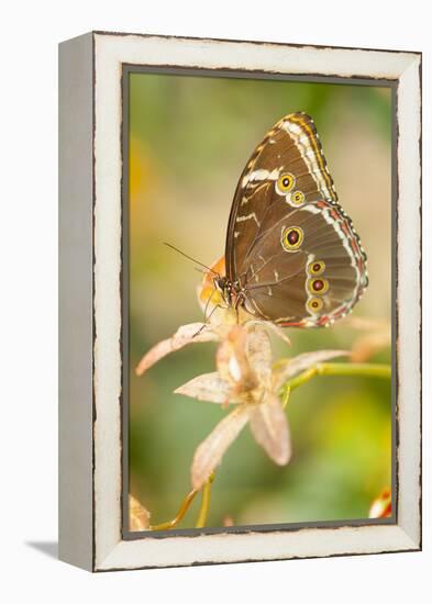 Butterfly, blue Morpho, Morpho peleides, holds on to leaves-Alexander Georgiadis-Framed Premier Image Canvas