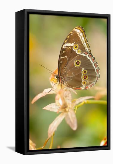 Butterfly, blue Morpho, Morpho peleides, holds on to leaves-Alexander Georgiadis-Framed Premier Image Canvas