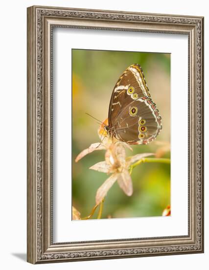 Butterfly, blue Morpho, Morpho peleides, holds on to leaves-Alexander Georgiadis-Framed Photographic Print