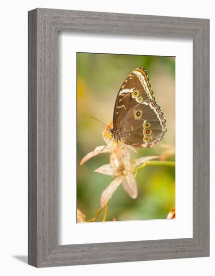 Butterfly, blue Morpho, Morpho peleides, holds on to leaves-Alexander Georgiadis-Framed Photographic Print