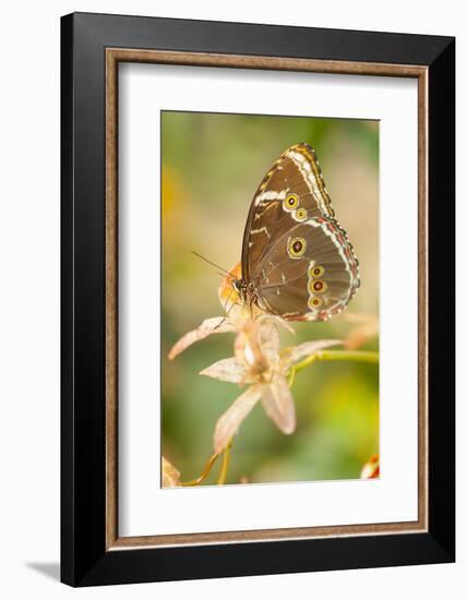 Butterfly, blue Morpho, Morpho peleides, holds on to leaves-Alexander Georgiadis-Framed Photographic Print