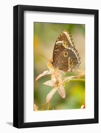 Butterfly, blue Morpho, Morpho peleides, holds on to leaves-Alexander Georgiadis-Framed Photographic Print