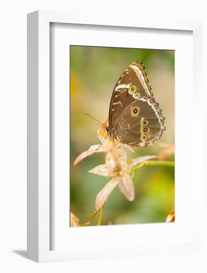 Butterfly, blue Morpho, Morpho peleides, holds on to leaves-Alexander Georgiadis-Framed Photographic Print