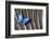 Butterfly, Blue Morpho, on Feather Argus Pheasant Wing Design-Darrell Gulin-Framed Photographic Print