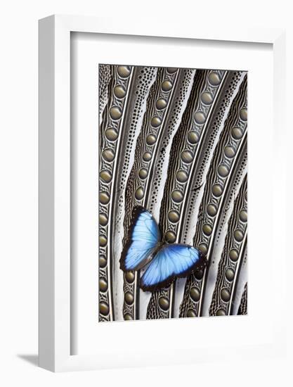 Butterfly, Blue Morpho, on Feather Argus Pheasant Wing Design-Darrell Gulin-Framed Photographic Print