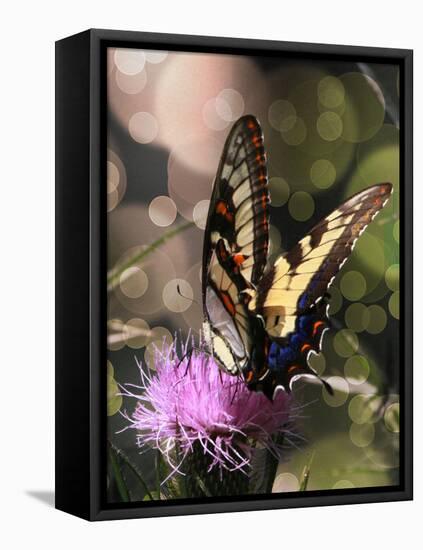 Butterfly Bokeh II-Kathy Mansfield-Framed Premier Image Canvas