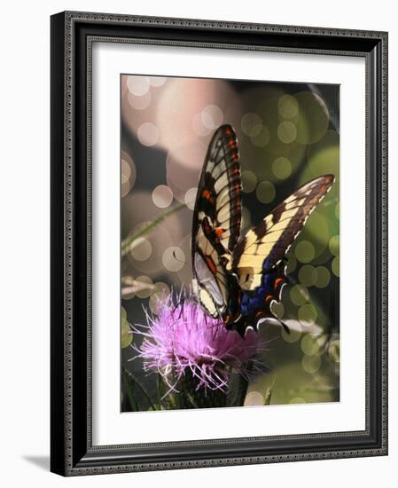 Butterfly Bokeh II-Kathy Mansfield-Framed Photographic Print