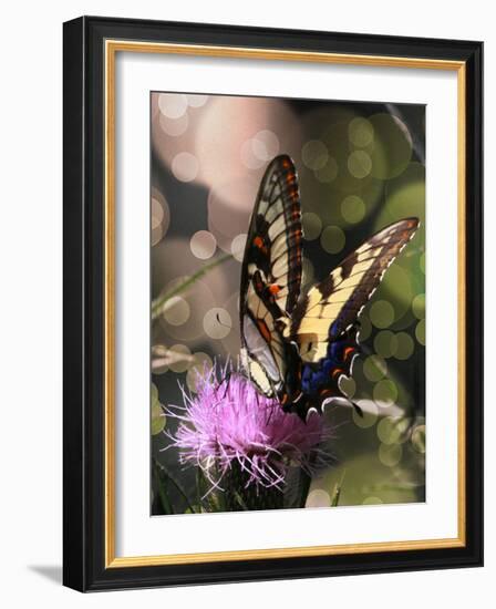 Butterfly Bokeh II-Kathy Mansfield-Framed Photographic Print