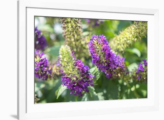 Butterfly Bush, Round Top, Texas, Usa-Lisa S. Engelbrecht-Framed Premium Photographic Print