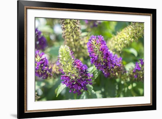 Butterfly Bush, Round Top, Texas, Usa-Lisa S. Engelbrecht-Framed Premium Photographic Print