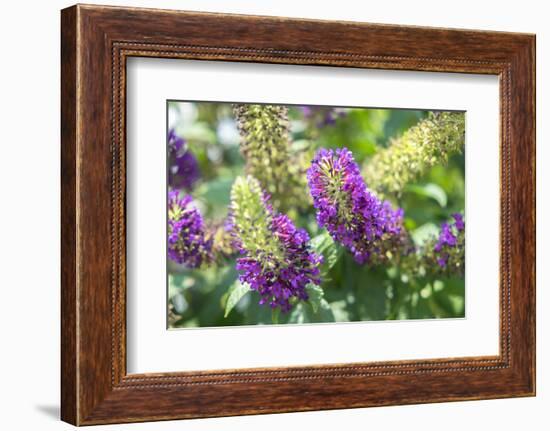 Butterfly Bush, Round Top, Texas, Usa-Lisa S. Engelbrecht-Framed Photographic Print