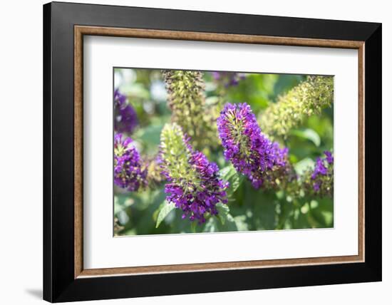 Butterfly Bush, Round Top, Texas, Usa-Lisa S. Engelbrecht-Framed Photographic Print