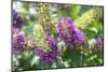 Butterfly Bush, Round Top, Texas, Usa-Lisa S. Engelbrecht-Mounted Photographic Print