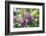 Butterfly Bush, Round Top, Texas, Usa-Lisa S. Engelbrecht-Framed Photographic Print