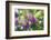 Butterfly Bush, Round Top, Texas, Usa-Lisa S. Engelbrecht-Framed Photographic Print