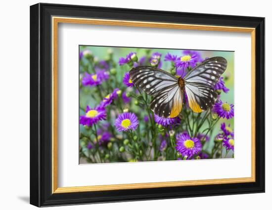 Butterfly Calinaga Buddha, the Freak-Darrell Gulin-Framed Photographic Print