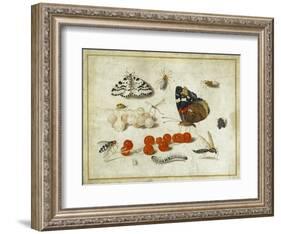 Butterfly, Caterpillar, Moth, Insects and Currants, c.1650-65-Jan Van, The Elder Kessel-Framed Giclee Print