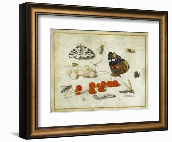 Butterfly, Caterpillar, Moth, Insects and Currants, c.1650-65-Jan Van, The Elder Kessel-Framed Giclee Print
