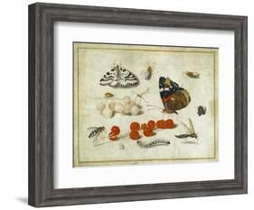 Butterfly, Caterpillar, Moth, Insects and Currants, c.1650-65-Jan Van, The Elder Kessel-Framed Giclee Print