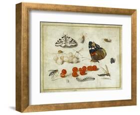 Butterfly, Caterpillar, Moth, Insects and Currants, c.1650-65-Jan Van, The Elder Kessel-Framed Giclee Print