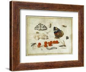 Butterfly, Caterpillar, Moth, Insects and Currants, c.1650-65-Jan Van, The Elder Kessel-Framed Giclee Print