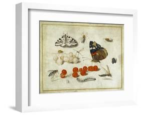 Butterfly, Caterpillar, Moth, Insects and Currants, c.1650-65-Jan Van, The Elder Kessel-Framed Giclee Print