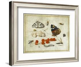 Butterfly, Caterpillar, Moth, Insects and Currants, c.1650-65-Jan Van, The Elder Kessel-Framed Giclee Print