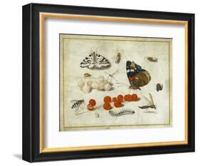 Butterfly, Caterpillar, Moth, Insects and Currants, c.1650-65-Jan Van, The Elder Kessel-Framed Giclee Print