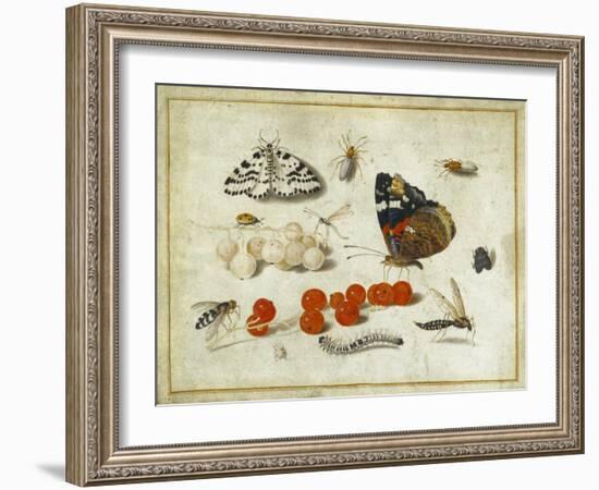 Butterfly, Caterpillar, Moth, Insects and Currants, c.1650-65-Jan Van, The Elder Kessel-Framed Giclee Print