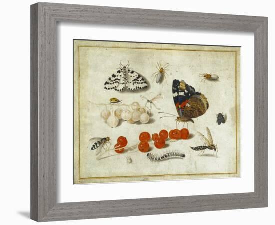 Butterfly, Caterpillar, Moth, Insects and Currants, c.1650-65-Jan Van, The Elder Kessel-Framed Giclee Print