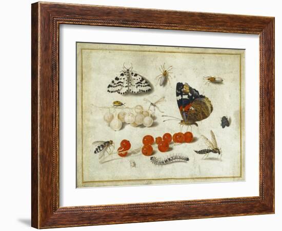 Butterfly, Caterpillar, Moth, Insects and Currants, c.1650-65-Jan Van, The Elder Kessel-Framed Giclee Print